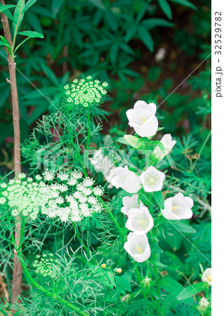 白い花たち 白い花たち 32529782