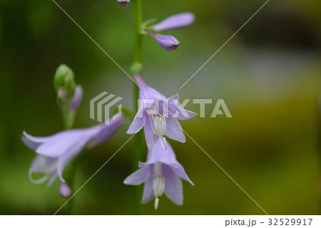 ギボウシの花 ギボウシの花 32529917