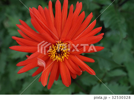 ダリアの花 ダリアの花 32530328