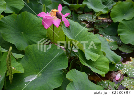 ビオトープ公園　ハスフェスティバル 32530397