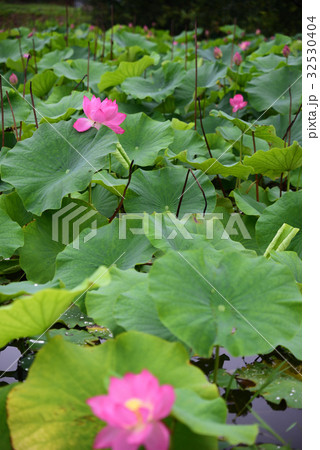 ビオトープ公園　ハスフェスティバル 32530404