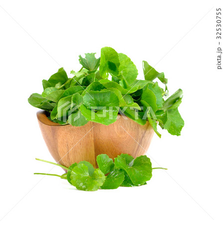 Centella asiatica, Asiatic Pennywort 32530755