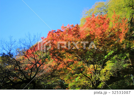 Colorful maple leaf background in autumn, Colorful maple leaf background in autumn, 32531087