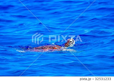 息継ぎするウミガメ 息継ぎするウミガメ 32531233