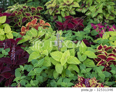 花壇のコリウス 花壇のコリウス 32531346