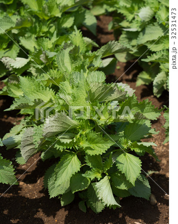 アオジソ畑 32531473