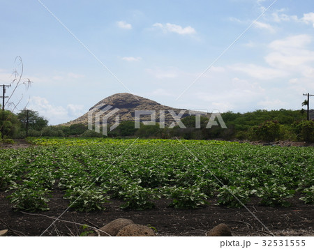 ハワイの農園 32531555