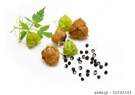 フウセンカズラ／風船葛 32532142