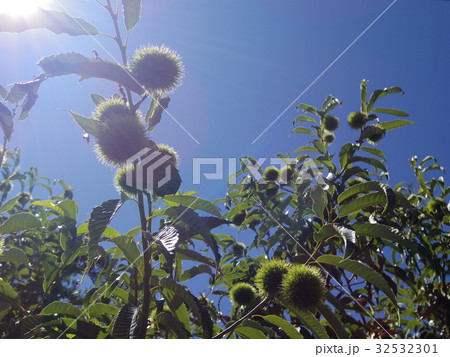 青空と栗 青空と栗 32532301