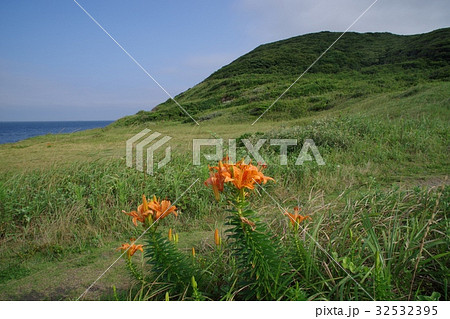 千葉県富津市佐貫のすかし百合群生地 32532395
