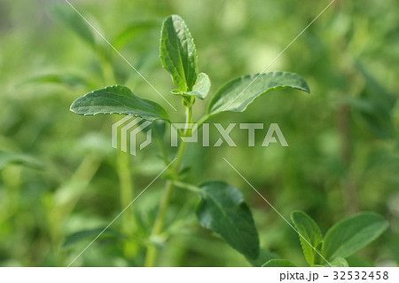 チェリーセイジ・ライトサーモンピンク 32532458