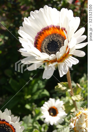 蛇の目菊「ベニジューム」 32532500