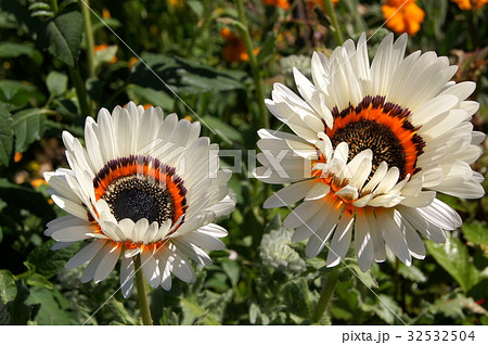 蛇の目菊「ベニジューム」 蛇の目菊「ベニジューム」 32532504