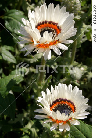 蛇の目菊「ベニジューム」 32532505