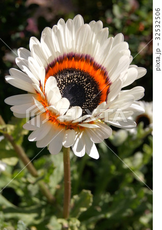 蛇の目菊「ベニジューム」 蛇の目菊「ベニジューム」 32532506