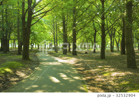 公園 道 公園 道 32532904