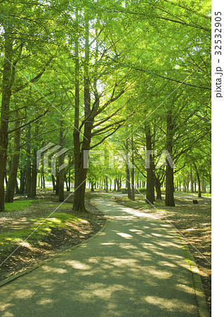公園 道 公園 道 32532905