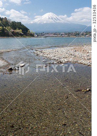 河口湖 産卵のため奥川を遡上するワカサギの写真素材