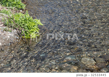 河口湖 産卵のため奥川を遡上するワカサギの写真素材