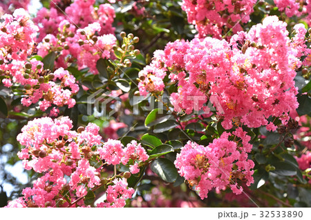 サルスベリ（百日紅） 32533890