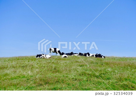 高ボッチ高原と牛 32534039