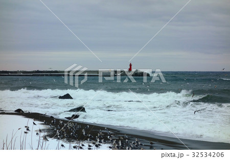 冬海海岸 カモメの集団の写真素材 冬海海岸 カモメの集団の写真素材