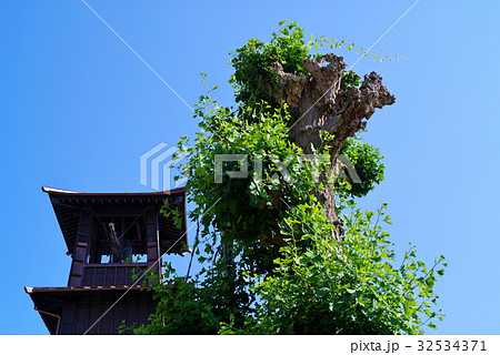 小江戸川越 時の鐘 快晴の空とイチョウの木 2017年7月 32534371