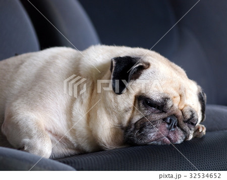 lovely happy white fat cute pug dog on car seat 32534652