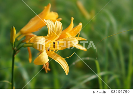 野反湖・ニッコウキスゲ 野反湖・ニッコウキスゲ 32534790