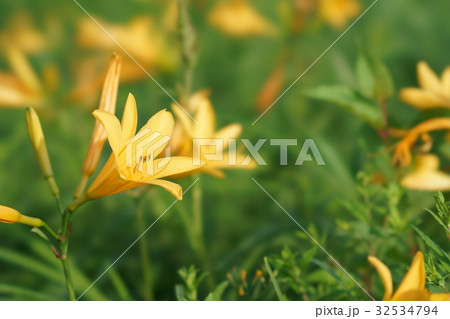 野反湖・ニッコウキスゲ 野反湖・ニッコウキスゲ 32534794