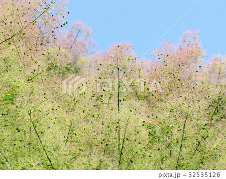 Tree top, blossom fluffy pink  32535126