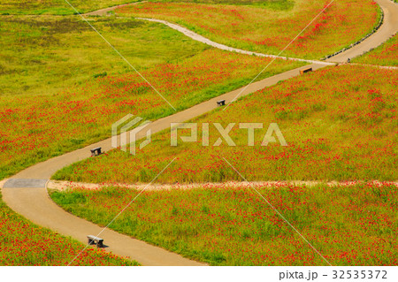 しまばら火張山公園(しまばら芝桜公園)のポピー しまばら火張山公園(しまばら芝桜公園)のポピー 32535372