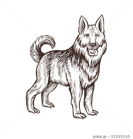 Guard dog farm animal sketch, isolated dog on the 32535510