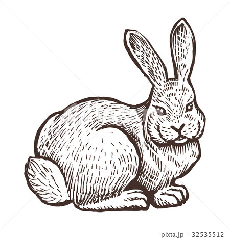 Farm rabbit animal sketch, isolated farm on the 32535512