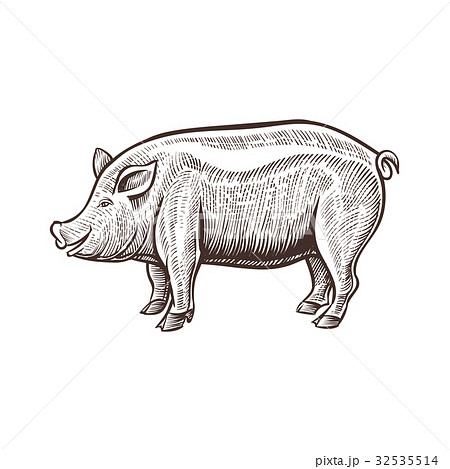 Farm pig animal sketch, isolated pork on the white 32535514
