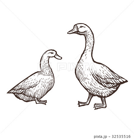 Goose and Duck farm animals sketch, isolated birds 32535516
