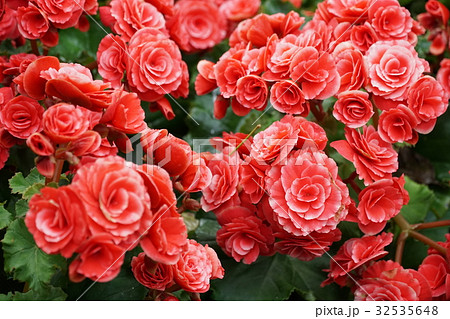 Numerous bright flowers of tuberous begonias Numerous bright flowers of tuberous begonias 32535648