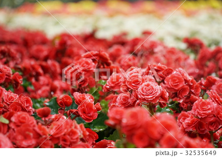 Numerous bright flowers of tuberous begonias Numerous bright flowers of tuberous begonias 32535649