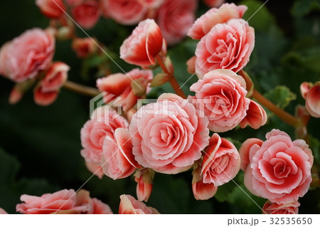 Numerous bright flowers of tuberous begonias Numerous bright flowers of tuberous begonias 32535650