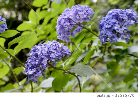 墨田の花火 墨田の花火 32535770