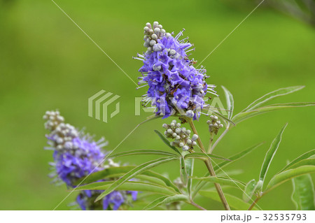 せいようにんじんぼくの花 32535793