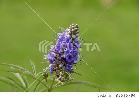 せいようにんじんぼくの花 せいようにんじんぼくの花 32535794