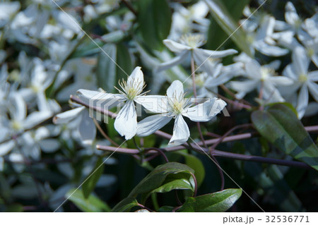 クレマチス アーマンディ 花言葉は 心の美しさ の写真素材