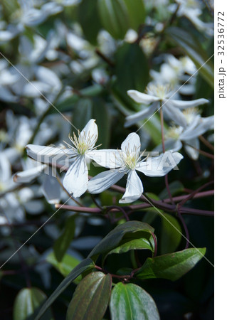 クレマチス アーマンディ 花言葉は「心の美しさ」 クレマチス アーマンディ 花言葉は「心の美しさ」 32536772