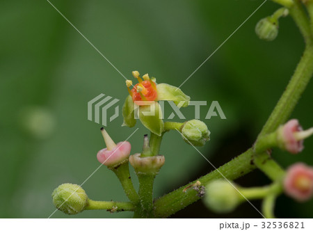 ヤブガラシの花のアップ 32536821