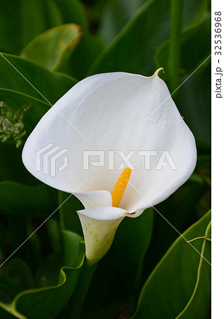 陽明山 花期 台湾 32536968