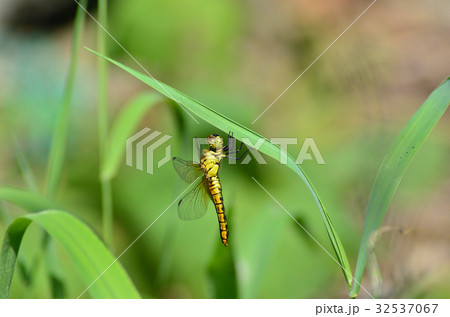 黄色いトンボ 32537067