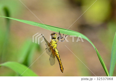 黄色いトンボ 黄色いトンボ 32537068
