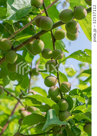 甲州小梅　色づき始め　鈴生り葉っぱ多め 32537112