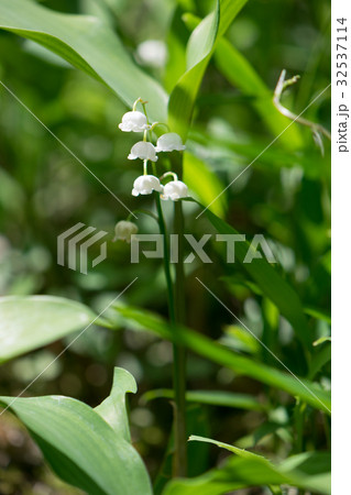 スズラン　奈良　向渕　花メイン 32537114